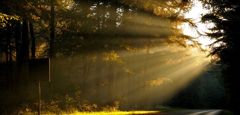 rayons de soleil dans une forêt