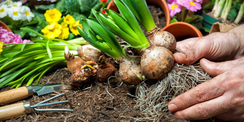 Quand planter bulbes